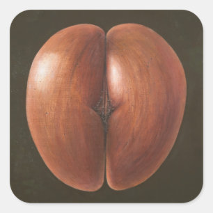 Coco de Mer Maldives 2012 Square Sticker