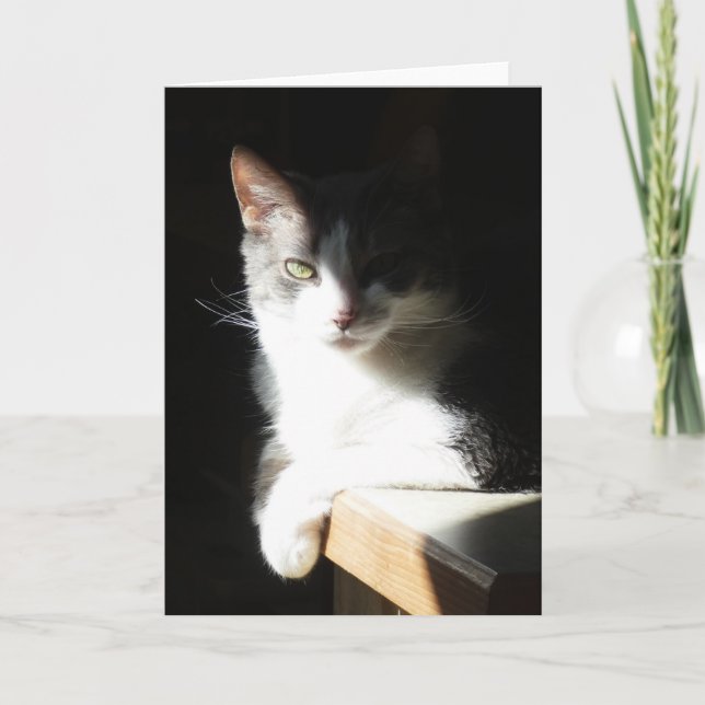 "Coco in the Light I." Greeting Card (Front)