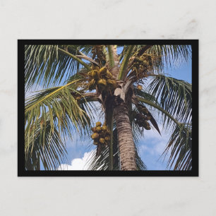 COCO PALM POSTCARD