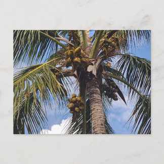 COCO PALM POSTCARD
