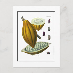Cocoa bean vintage illustration card