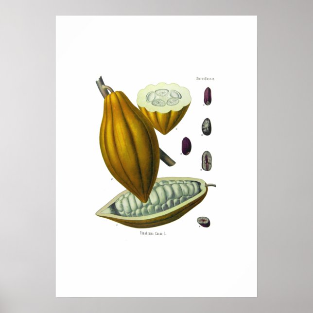 Cocoa bean vintage illustration print (Front)