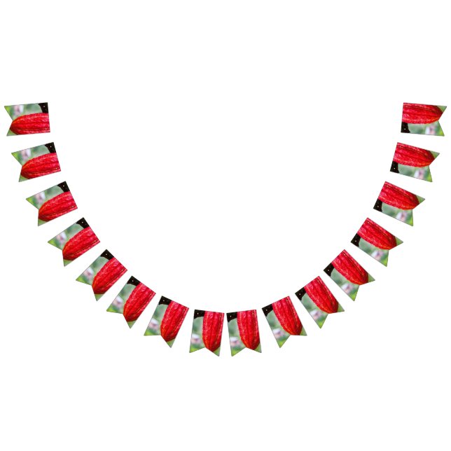 cocoa pod red bunting  (All)