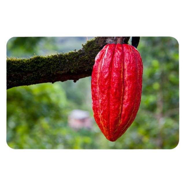 cocoa pod red magnet (Horizontal)