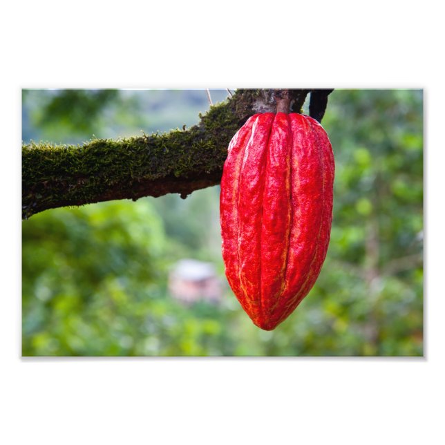 cocoa pod red photo print (Front)