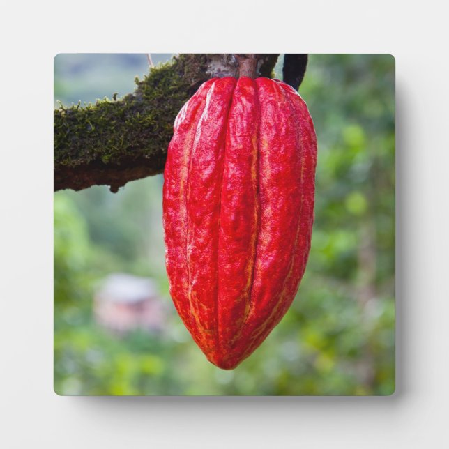cocoa pod red plaque (Front)