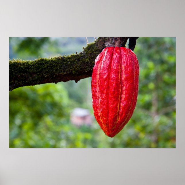 cocoa pod red poster (Front)
