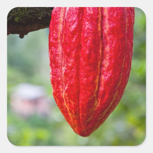 cocoa pod red square sticker (Front)