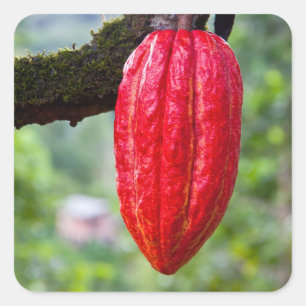 cocoa pod red square sticker
