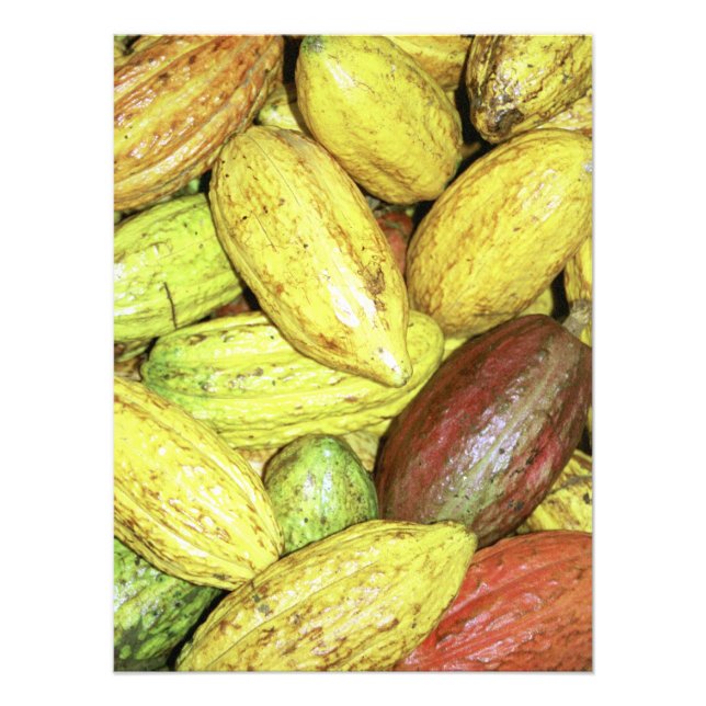 Cocoa pods photo print (Front)