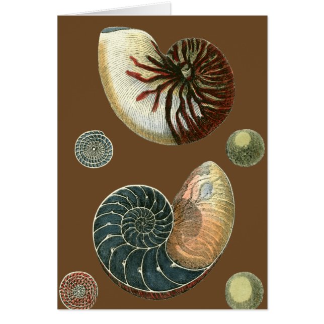 Cocoa Shell (Front)