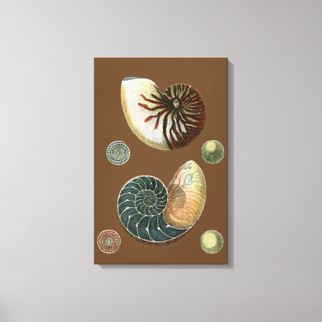 Cocoa Shell Canvas Print (Front)