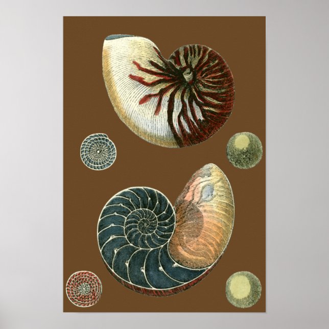 Cocoa Shell Poster (Front)