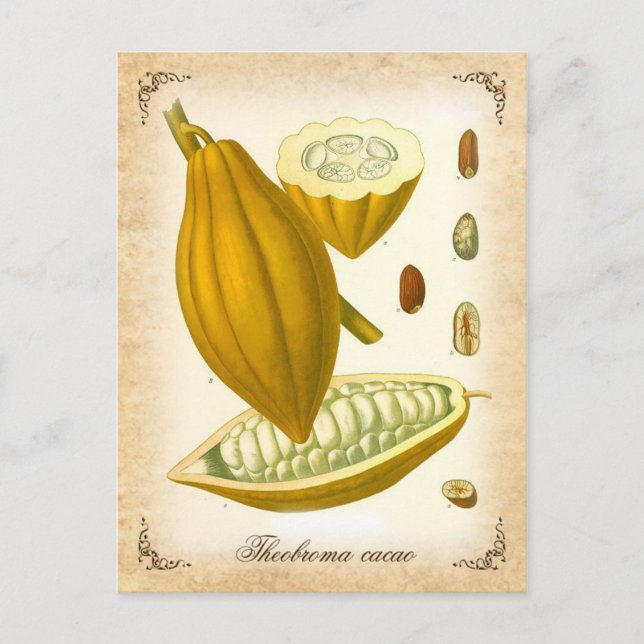 Cocoa - vintage illustration postcard (Front)