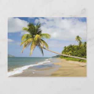 Coconut Grove Beach at Cades Bay, with St. 2 Postcard