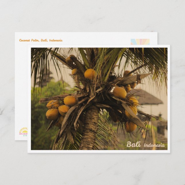 Coconut Palm, Bali Indonesia - Travel Postcard (Front/Back)