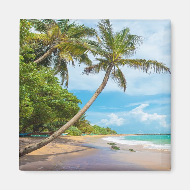 Coconut Palm, Mirissa Beach | Sri Lanka Magnet (Front)