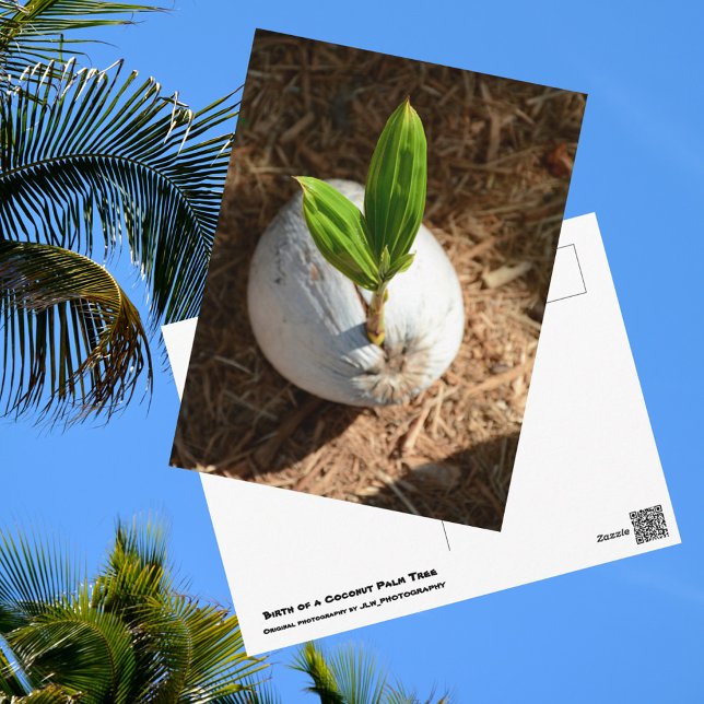 Coconut Palm Postcard (Creator Uploaded)