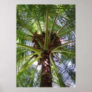 Coconut Palm Poster