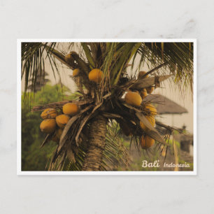 Coconut Palm Tree in Bali - Travel Postcard