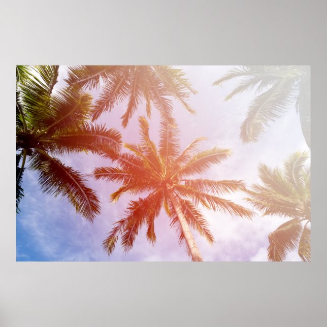 Coconut Palm Tree with Sunlight Poster (Front)