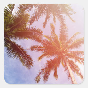 Coconut Palm Tree with Sunlight Square Sticker