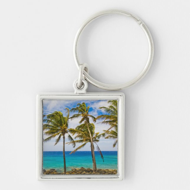 Coconut palm trees (Cocos nucifera) swaying in Key Ring (Front)