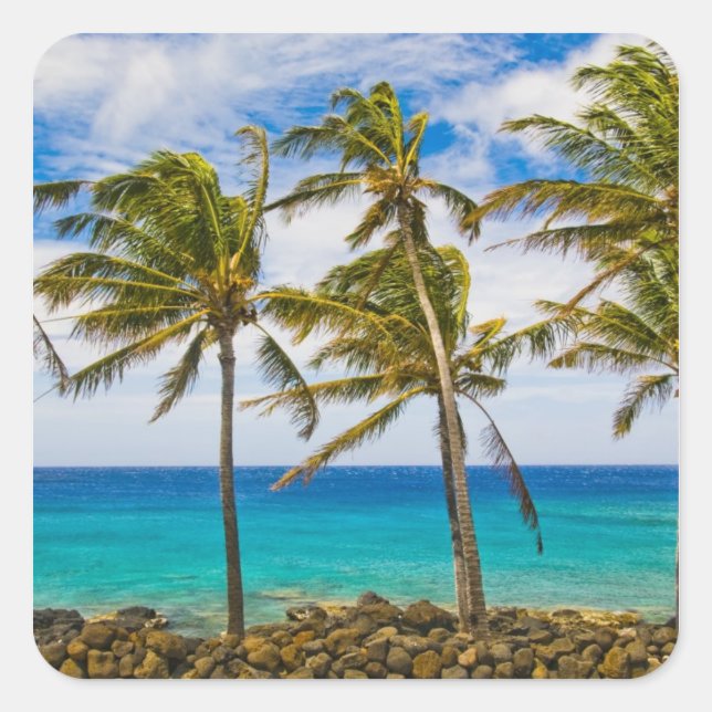Coconut palm trees (Cocos nucifera) swaying in Square Sticker (Front)