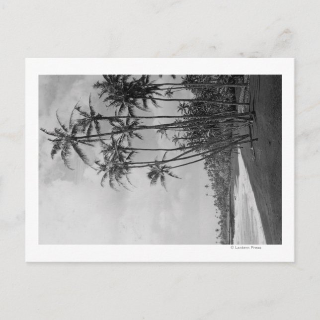 Coconut Palms - Hawaiian Islands Photograph Postcard (Front)