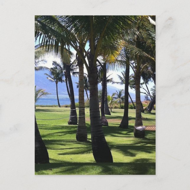 Coconut Palms Nui Hawaii Postcard (Front)