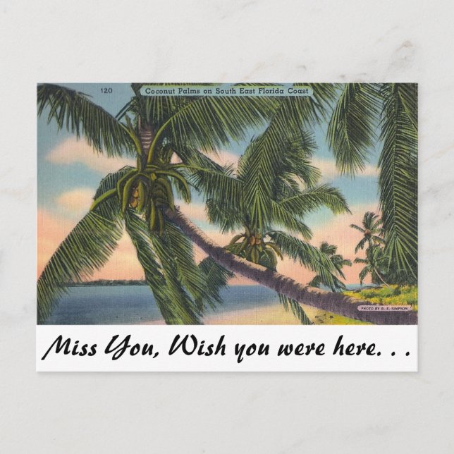 Coconut Palms on South East Florida Coast Postcard (Front)