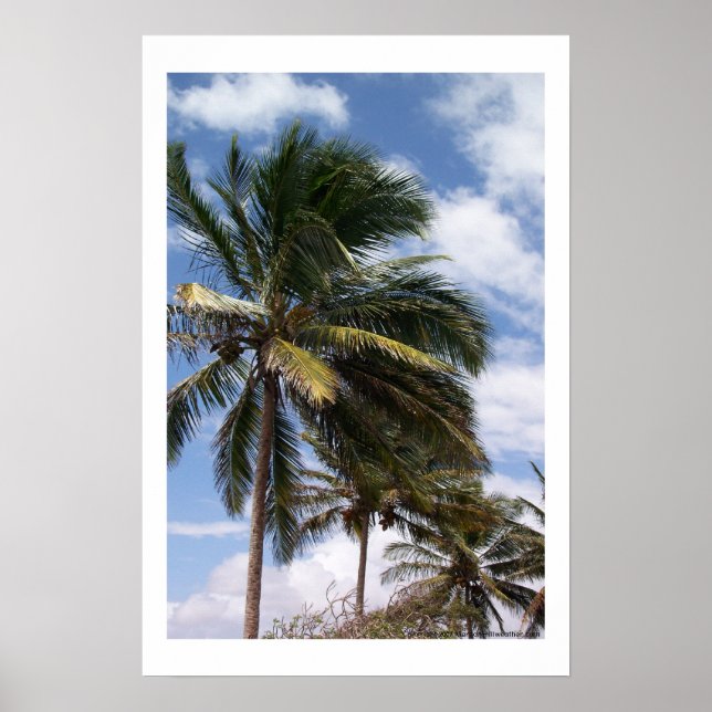 Coconut Palms Poster (Front)