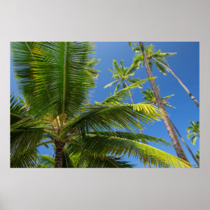 Coconut palms, Pu'uhonua o Honaunau 1 Poster