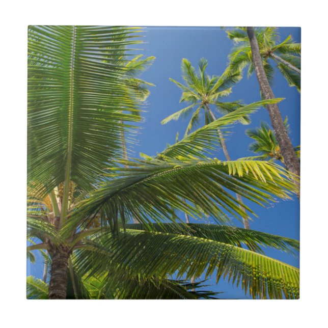 Coconut palms, Pu'uhonua o Honaunau 1 Tile (Front)