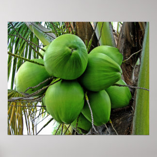 Coconut Poster