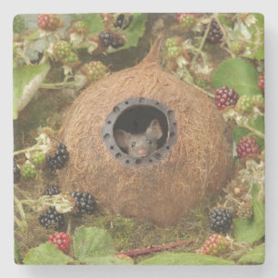 Coconut shell mouse house stone coaster 
