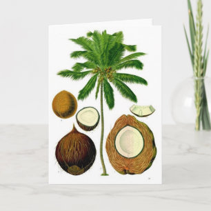 Coconut Tree Botanical Illustration Card
