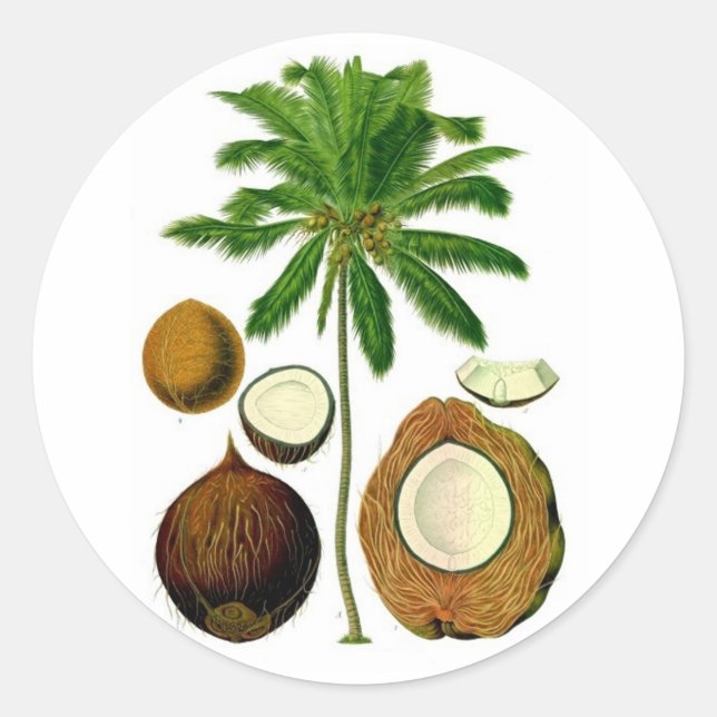 Coconut Tree Botanical Illustration Classic Round Sticker (Front)