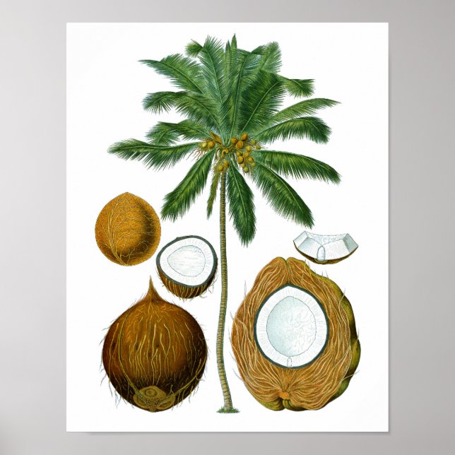 Coconut Tree Botanical print #1 Tropical Art Decor (Front)