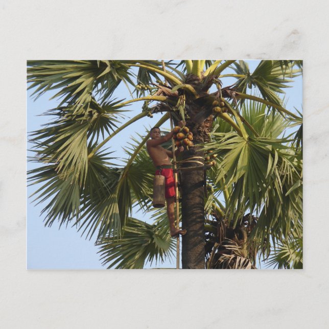 Coconut Tree Postcard (Front)
