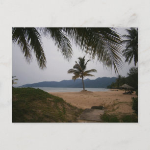 Coconut tree postcard