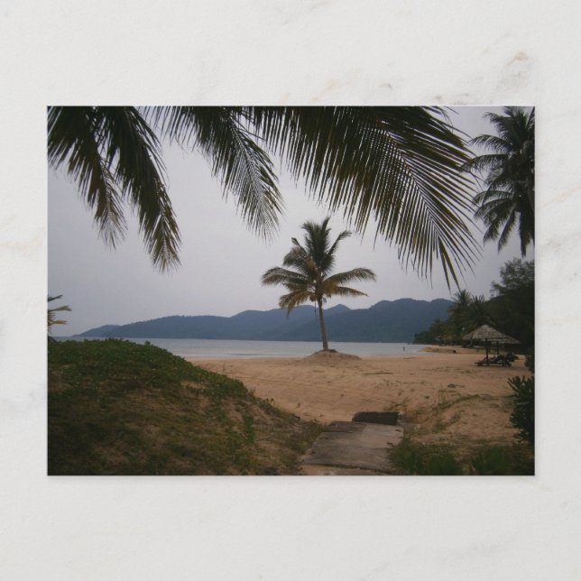 Coconut tree postcard (Front)