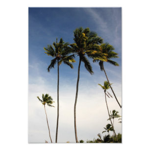 Coconut Trees Brazil Photo Print