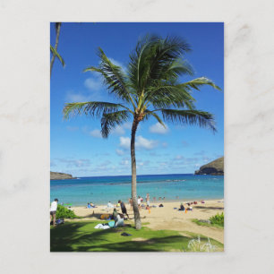 Coconut Trees Postcard