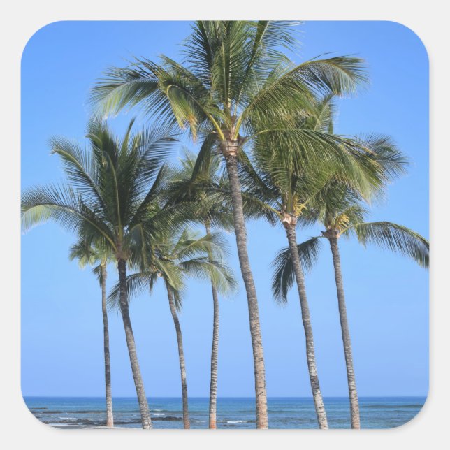 Coconut Trees Square Sticker (Front)