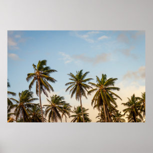 Coconut trees under cloudy sky in the morning poster