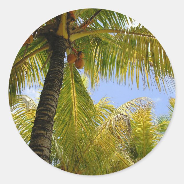 Coconuts Classic Round Sticker (Front)