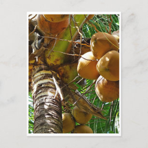 Coconuts growing in coconut palm tree postcard