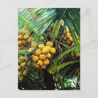 coconuts on the tree postcard