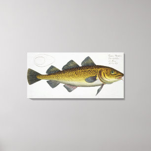Cod (Gadus Morhua) plate LXIV from 'Ichthyologie, Canvas Print